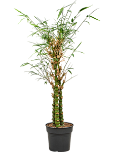 Бамбук вздутый (Бамбук вентрикоза) 27/150 (Nieuwkoop Europe) 40167