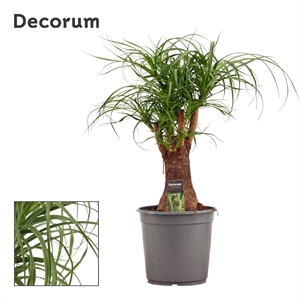 Нолина (бокарнея) 24/70 (Nieuwkoop Europe) 40171