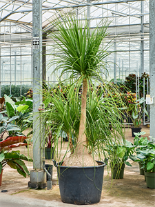 Нолина рекурвата (бокарнея отогнутая) "Nolina" 60/260 (Nieuwkoop Europe) 40173