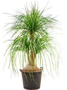 Нолина рекурвата (бокарнея отогнутая) "Nolina" 55/220 (Nieuwkoop Europe) 40174