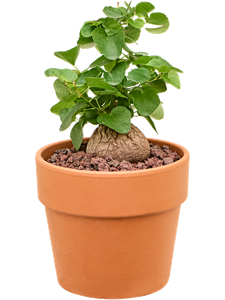 Диоскорея слоновая («слоновая нога») 15/20 (Nieuwkoop Europe) 40182