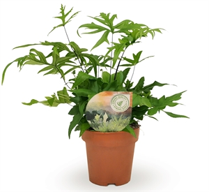 Дориоптерис стоповидный (дориоптерис педата) 12/35 (Nieuwkoop Europe) 40183