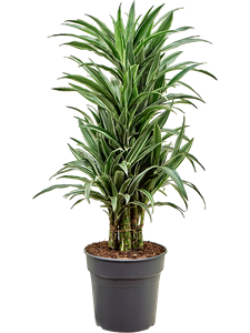 Драцена деремская "Warneckei" 27/120 (Nieuwkoop Europe) 40184