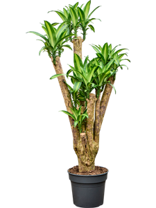 Драцена душистая (фрагранс) "Massangeana" 40/175 (Nieuwkoop Europe) 40194