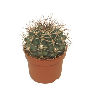 Гимнокалициум делаэти 10/15 (Nieuwkoop Europe) 40202