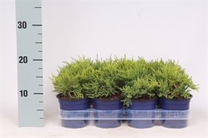 Можжевельник средний (можжевельник пфитцериана) "Gold Coast" 11/20 (Nieuwkoop Europe) 40210