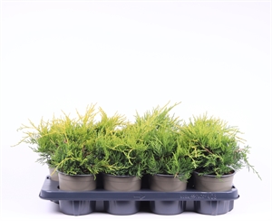 Можжевельник средний (можжевельник пфитцериана) "Gold Coast" 13/20 (Nieuwkoop Europe) 40212