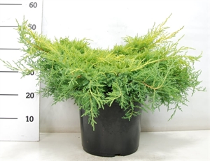 Можжевельник средний (можжевельник пфитцериана) "Gold Star" 32/45 (Nieuwkoop Europe) 40215