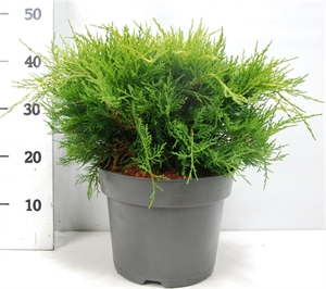 Можжевельник средний (можжевельник пфитцериана) "Old Gold" 26/45 (Nieuwkoop Europe) 40217