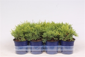 Можжевельник средний (можжевельник пфитцериана) "Old Gold" 11/20 (Nieuwkoop Europe) 40218