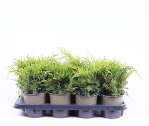 Можжевельник средний (можжевельник пфитцериана) "Old Gold" 13/20 (Nieuwkoop Europe) 40219