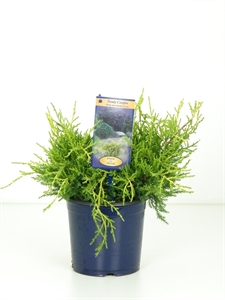 Можжевельник средний (можжевельник пфитцериана) "Old Gold" 15/25 (Nieuwkoop Europe) 40220