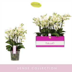 Фаленопсис мультифлора "Bellissimo Bella" четыре ветки белый  15/50 (Nieuwkoop Europe) 40226