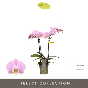 Фаленопсис мультифлора "Fenna" две ветки розовый 7/25 (Nieuwkoop Europe) 40227