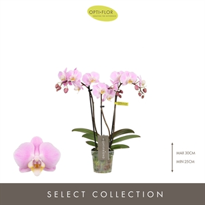 Фаленопсис мультифлора "Fenna" три ветки розовый 7/25 (Nieuwkoop Europe) 40228