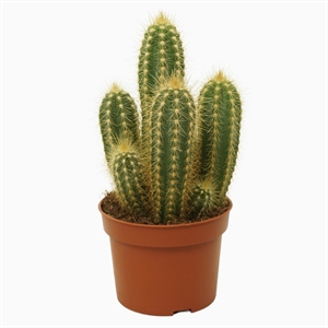 Пилозоцереус толстоветвистый (пахикладус) 10/15 (Nieuwkoop Europe) 40231