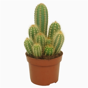 Пилозоцереус толстоветвистый (пахикладус) 12/20 (Nieuwkoop Europe) 40232