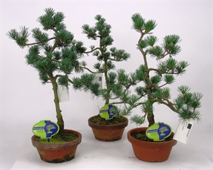 Сосна мелкоцветковая (парвифлора) 16/40 (Nieuwkoop Europe) 40236