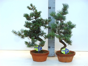 Сосна мелкоцветковая (парвифлора) 18/55 (Nieuwkoop Europe) 40237