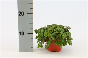 Очиток (седум) "Tornado" 12/20 (Nieuwkoop Europe) 40244