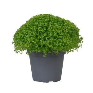 Селагинелла безножковая (селагинелла апода) 6/9 (Nieuwkoop Europe) 40246