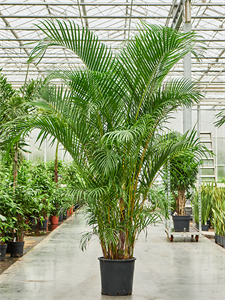 Арека хризалидокарпус (дипсис желтоватый) 38/240 (Nieuwkoop Europe) 40254