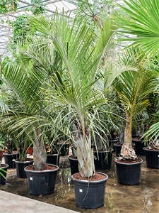 Неодипсис Декари (дипсис Декари) 55/250 (Nieuwkoop Europe) 40255