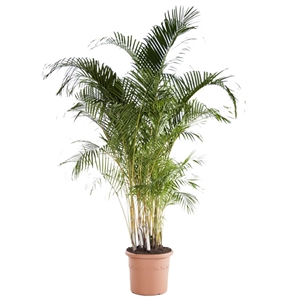 Хризалидокарпус арека 32/200 (GL) 40256