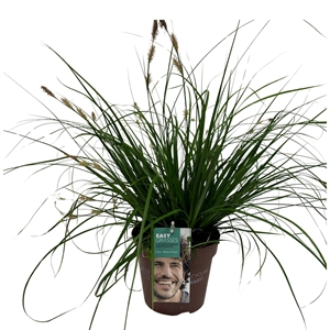 Осока охименская (осока ошимская) "Intense Green" 17/35 (Nieuwkoop Europe) 40274