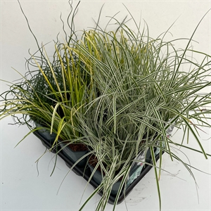 Осока охименская (осока ошимская) микс 17/30 (Nieuwkoop Europe) 40276