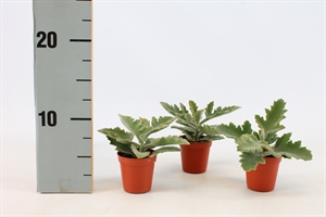 Каланхоэ бехарское (бехаренсис) 5/10 (Nieuwkoop Europe) 40279