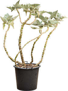 Каланхоэ бехарское (бехаренсис) 55/170 (Nieuwkoop Europe) 40280