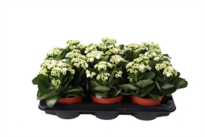 Каланхоэ Розалина "Don Dione" белое 15/27 (Nieuwkoop Europe) 40294