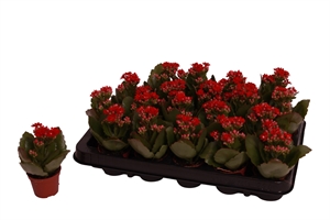 Каланхоэ Розалина "Don Justino" красное 6/12 (Nieuwkoop Europe) 40298