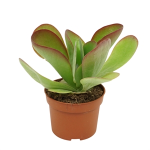 Каланхоэ тирсифлора (каланхоэ метельчатоцветковое) "Red Lips" 10/17 (Nieuwkoop Europe) 40313