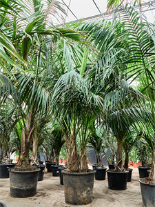 Ховея Форстера (кентия) 60/350 (Nieuwkoop Europe) 40314