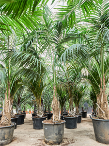 Ховея Форстера (кентия) 65/340 (Nieuwkoop Europe) 40315