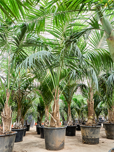 Ховея Форстера (кентия) 62/390 (Nieuwkoop Europe) 40316