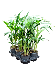 Ховея Форстера (кентия) 13/60 (Nieuwkoop Europe) 40318