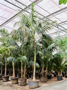 Ховея Форстера (кентия) 85/625 (Nieuwkoop Europe) 40319