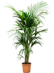 Ховея Форстера (кентия) 27/170 (Nieuwkoop Europe) 40320