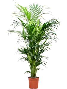 Ховея Форстера (кентия) 25/170 (Nieuwkoop Europe) 40322