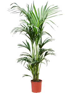 Ховея Форстера (кентия) 23/170 (Nieuwkoop Europe) 40323