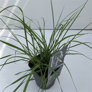 Перистощетинник лисохвостный (пеннисетум лисохвостовый) "Hameln" 13/25 (Nieuwkoop Europe) 40328