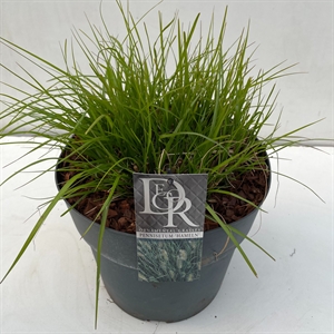 Перистощетинник лисохвостный (пеннисетум лисохвостовый) "Hameln" 29/70 (Nieuwkoop Europe) 40329