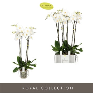 Фаленопсис "Fortuno Alto" четыре ветки белый 17/110 (Nieuwkoop Europe) 40333