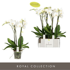 Фаленопсис "Fortuno Largo" четыре ветки белый 17/75 (Nieuwkoop Europe) 40334