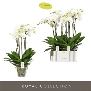 Фаленопсис "Fortuno Largo" пять веток белый 17/75 (Nieuwkoop Europe) 40335