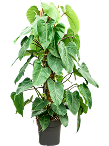 Филодендрон "Emerald Queen" 24/120 (Nieuwkoop Europe) 40339