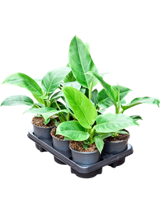 Филодендрон "Imperial Green" 12/35 (Nieuwkoop Europe) 40343